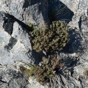 Pomax umbellata at Borough, NSW - 17 Nov 2022