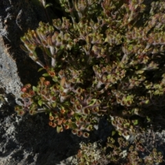 Pomax umbellata at Borough, NSW - suppressed