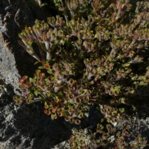 Pomax umbellata at Borough, NSW - 17 Nov 2022