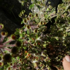 Pomax umbellata at Borough, NSW - 17 Nov 2022