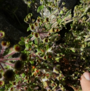 Pomax umbellata at Borough, NSW - 17 Nov 2022