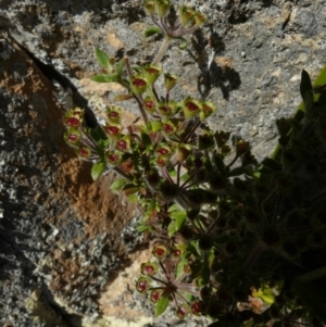 Pomax umbellata at Borough, NSW - 17 Nov 2022