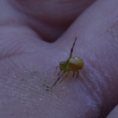 Lehtinelagia sp. (genus) (Flower Spider or Crab Spider) at Boro - 16 Nov 2022 by Paul4K