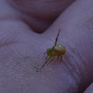 Lehtinelagia sp. (genus) at Borough, NSW - suppressed