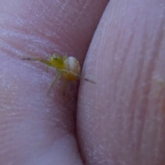 Lehtinelagia sp. (genus) at Borough, NSW - suppressed