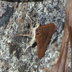 Uresiphita ornithopteralis (Tree Lucerne Moth) at Borough, NSW - 17 Nov 2022 by Paul4K