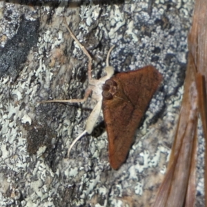 Uresiphita ornithopteralis at Borough, NSW - 17 Nov 2022