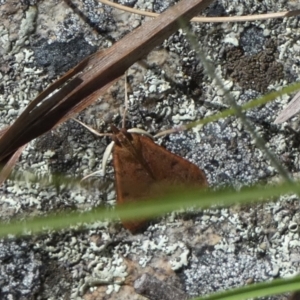 Uresiphita ornithopteralis at Borough, NSW - 17 Nov 2022