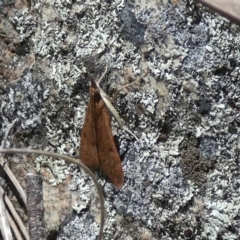 Uresiphita ornithopteralis at Borough, NSW - suppressed