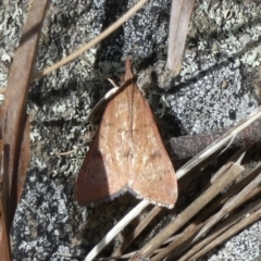 Uresiphita ornithopteralis at Borough, NSW - suppressed