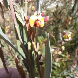 Daviesia mimosoides subsp. mimosoides at Rendezvous Creek, ACT - 17 Nov 2022 01:47 PM