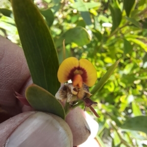 Daviesia mimosoides subsp. mimosoides at Rendezvous Creek, ACT - 17 Nov 2022 01:47 PM