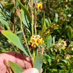 Daviesia mimosoides subsp. mimosoides at Rendezvous Creek, ACT - 17 Nov 2022 01:47 PM