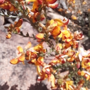 Mirbelia oxylobioides at Rendezvous Creek, ACT - 17 Nov 2022