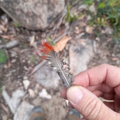 Platycercus elegans (Crimson Rosella) at Rendezvous Creek, ACT - 17 Nov 2022 by VanceLawrence