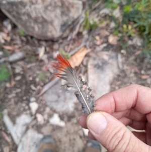 Platycercus elegans at Rendezvous Creek, ACT - 17 Nov 2022