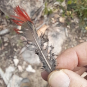 Platycercus elegans at Rendezvous Creek, ACT - 17 Nov 2022