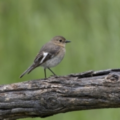 Petroica phoenicea (Flame Robin) at Pialligo, ACT - 16 Nov 2022 by trevsci