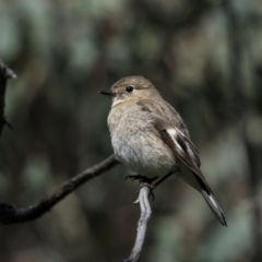 Petroica phoenicea at Pialligo, ACT - 17 Nov 2022 10:40 AM