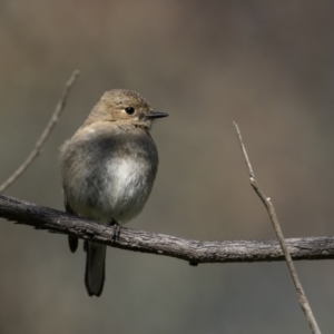 Petroica phoenicea at Pialligo, ACT - 17 Nov 2022 10:40 AM