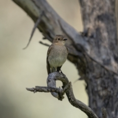 Petroica phoenicea at Pialligo, ACT - 17 Nov 2022 10:40 AM