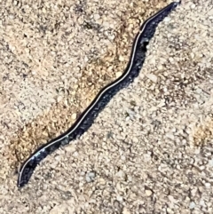 Caenoplana coerulea (Blue Planarian, Blue Garden Flatworm) at Holt, ACT - 14 Nov 2022 by JimL