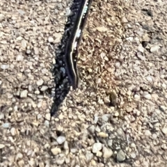 Caenoplana coerulea at Holt, ACT - 14 Nov 2022