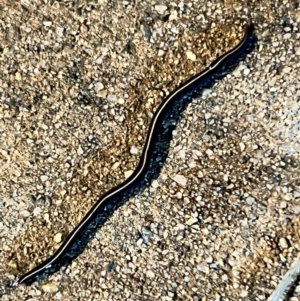 Caenoplana coerulea at Holt, ACT - 14 Nov 2022