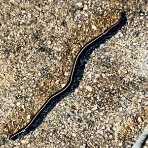 Caenoplana coerulea at suppressed - 14 Nov 2022