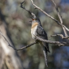 Cacomantis flabelliformis (Fan-tailed Cuckoo) at Pialligo, ACT - 16 Nov 2022 by trevsci