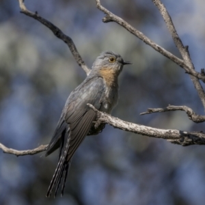 Cacomantis flabelliformis at Pialligo, ACT - 17 Nov 2022