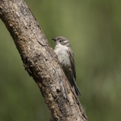 Melithreptus brevirostris (Brown-headed Honeyeater) at Mount Ainslie - 17 Nov 2022 by trevsci