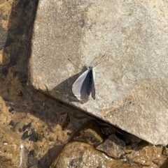 Zizina otis (Common Grass-Blue) at Mount Clear, ACT - 1 Jan 2021 by JimL