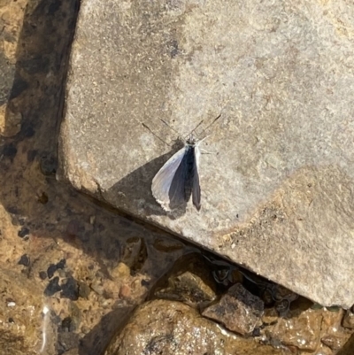 Zizina otis (Common Grass-Blue) at Mount Clear, ACT - 1 Jan 2021 by JimL