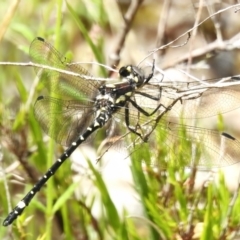 Eusynthemis brevistyla (Small Tigertail) at Tidbinbilla Nature Reserve - 17 Nov 2022 by JohnBundock