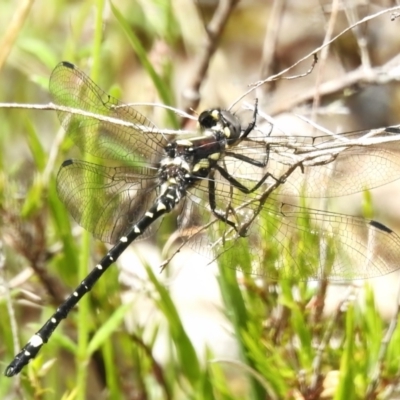 Eusynthemis brevistyla (Small Tigertail) at Paddys River, ACT - 17 Nov 2022 by JohnBundock