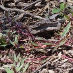 Ajuga australis (Austral Bugle) at Coree, ACT - 18 Nov 2022 by SandraH