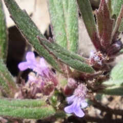 Ajuga australis at Coree, ACT - 18 Nov 2022