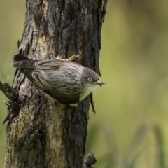 Daphoenositta chrysoptera (Varied Sittella) at Pialligo, ACT - 17 Nov 2022 by trevsci