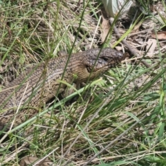 Egernia cunninghami (Cunningham's Skink) at Currawang, NSW - 18 Nov 2022 by camcols