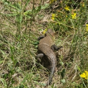 Egernia cunninghami at Currawang, NSW - 18 Nov 2022