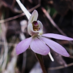 Caladenia carnea (Pink Fingers) at Tidbinbilla Nature Reserve - 17 Nov 2022 by JohnBundock