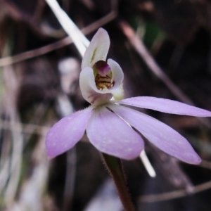 Caladenia carnea at Paddys River, ACT - suppressed