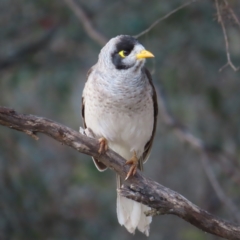 Manorina melanocephala (Noisy Miner) at Wanniassa, ACT - 18 Nov 2022 by MatthewFrawley