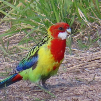 Platycercus eximius (Eastern Rosella) at Farrer Ridge - 18 Nov 2022 by MatthewFrawley