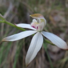 Caladenia moschata (Musky Caps) at Farrer Ridge - 18 Nov 2022 by MatthewFrawley