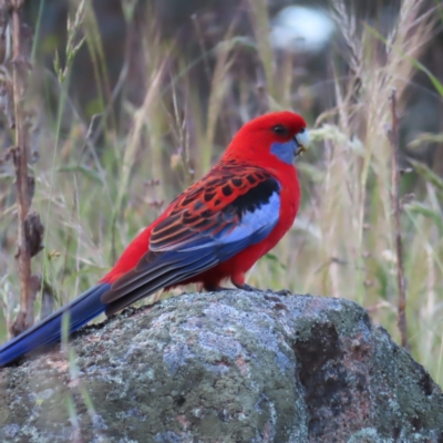 Platycercus elegans (Crimson Rosella) at Farrer Ridge - 18 Nov 2022 by MatthewFrawley