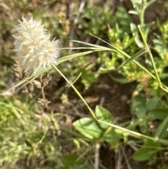 Rytidosperma carphoides (Short Wallaby Grass) at Yarralumla, ACT - 18 Nov 2022 by lbradley