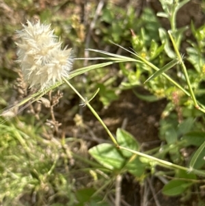 Rytidosperma carphoides at Yarralumla, ACT - 18 Nov 2022 05:23 PM