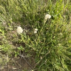 Rytidosperma carphoides at Molonglo Valley, ACT - 18 Nov 2022